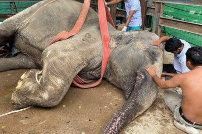 ដំរីញីជាទីស្រឡាញ់ឈ្មោះ«ឡាក់គី» បានស្លា-ប់នៅព្រឹកថ្ងៃអាទិត្យ ទី២៤ ខែសីហា បន្ទាប់ពីធ្លាក់ខ្លួនឈឺភ្លាមៗ